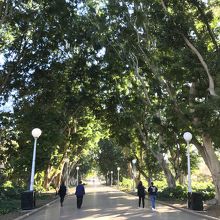 朝のハイドパーク 