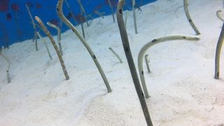 ちんあなごが可愛い