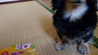 犬用のおやつが買いです