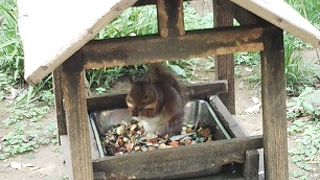 大きな自然公園