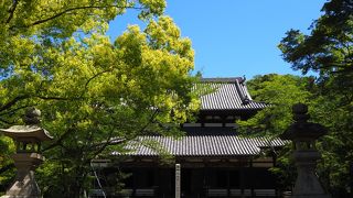 栃の木が咲いている、これがきっかけでした