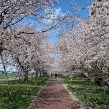 ガス橋付近の桜のトンネル