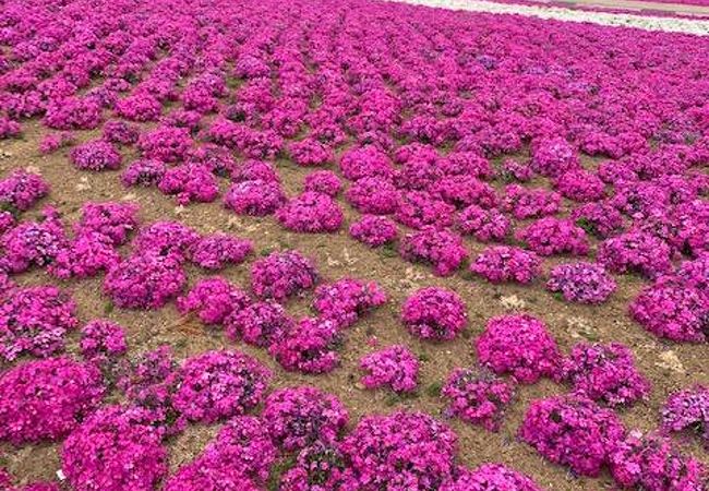 雨じゃなかったら