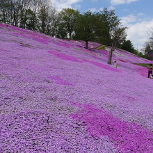 山の上まで上っても芝桜は咲き誇ってます。