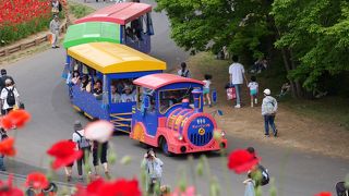 180万本のシャーレ―ポピーが丘一面を赤く染め上げて！