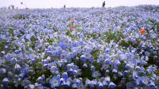 雨でも、ネモフィラやチューリップの見事な景色に癒されます。