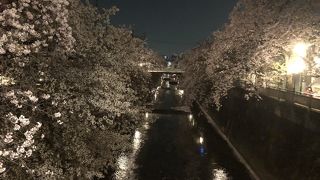 桜の時季は本当に見事