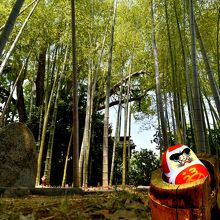 竹藪のだるま。