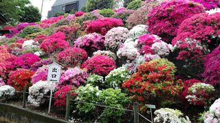 つつじがとてもきれいに咲いていました