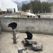 くまの動物園