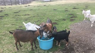 長野・蓼科で無料で動物と触れ合える場所！