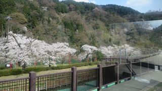 桜がきれいでした