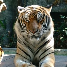 ジャイアントタイガーは芸術品。