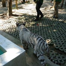 ホワイトタイガーのココナッツ。良く動きます。