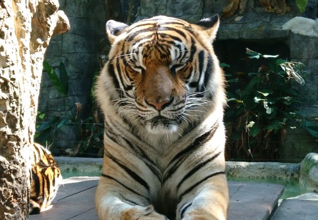 タイガー キングダム チェンマイ クチコミ アクセス 営業時間 チェンマイ フォートラベル