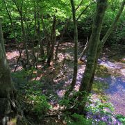 きれいな湧水