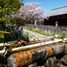桜と溶け合った風景。