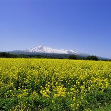 菜の花祭 By バニラスカイ 鳥海山 出羽富士 のクチコミ フォートラベル 菜の花祭 By バニラスカイ 鳥海山 出羽富士 のクチコミ フォートラベル