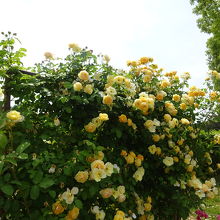 グラハム・トーマス