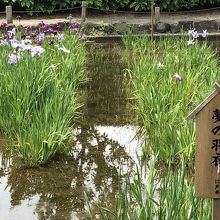 菖蒲園ももうすぐ