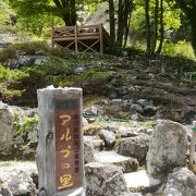 春の新緑と花で楽しめる高原