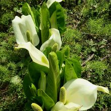 あやめヶ池では水芭蕉が咲いていた