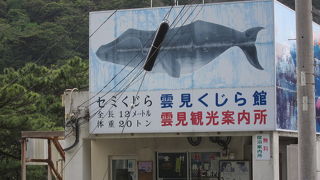 セミクジラの骨格標本を展示