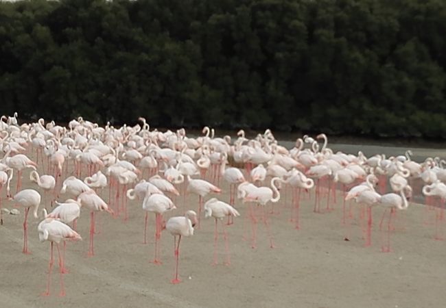 ラス アル ホール 野生生物保護区