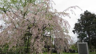 酒井のお殿様の城跡