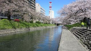 桜の時期で良かったです