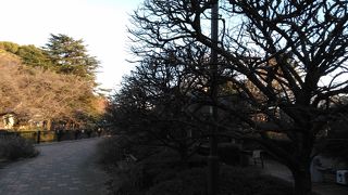 中野通りからの入り口に入って直ぐに、梅園