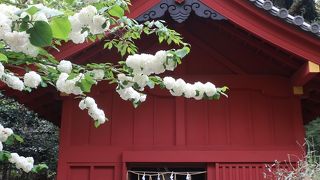 オオデマリの花