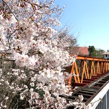 桜と鉄橋