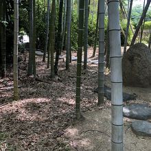 境内の竹林