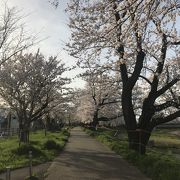 昼の桜並木