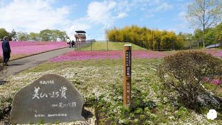 視界に広がるピンクの芝桜が絶景
