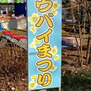 寄 ロウバイ園 　ロウバイ祭り