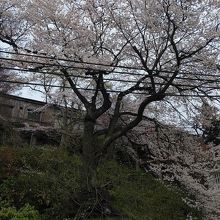 太夫桜です