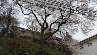 白虎隊記念館の左にある天然記念物