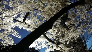 上野恩賜公園 夜桜