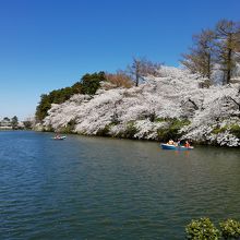 高田城百万人観桜会 