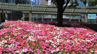 ペチュニアの花が綺麗でした