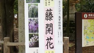 春日大社神苑 (萬葉植物園) 