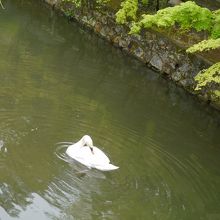 のんびりくつろぐ白鳥。