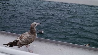 かもめがかわいい。