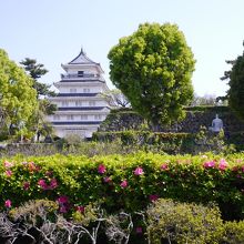 つつじも咲いていました。