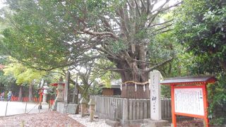 境内の巨木