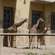 のんびりした動物園