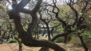 梅の花が咲いている時でも午前中はそれほど混まない