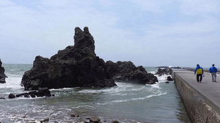 キョウジョシギが見られました。